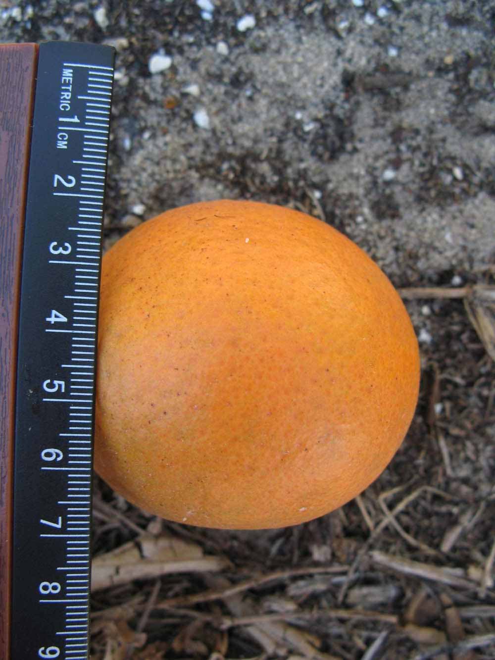              Fruit (Winter Haven, FL)       